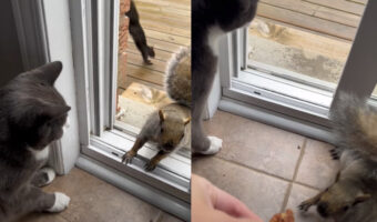 このリス豪胆過ぎる！？ナッツをもらうためなら・・目の前に猫がいても家の中に入ってきます！！【海外・動画】