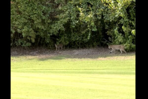 広大な敷地は子供の遊び場？ゴルフ場にボブキャットの親子が現れた！！【アメリカ・動画】
