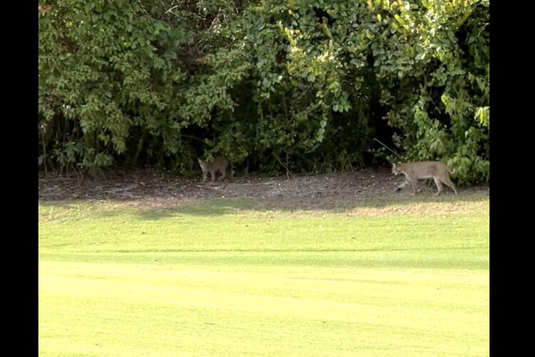 広大な敷地は子供の遊び場？ゴルフ場にボブキャットの親子が現れた！！【アメリカ・動画】