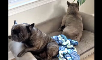 ベッドで横になっている愛犬たちが飛び起きる魔法の言葉。ごはんやおやつではなく・・？？【アメリカ・動画】