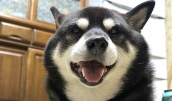 寝てても父ちゃんが帰ったらそっと近づいて来る柴犬がかわいい！「うれしいがあふれてる」「耳がピンとなっててかわいい」