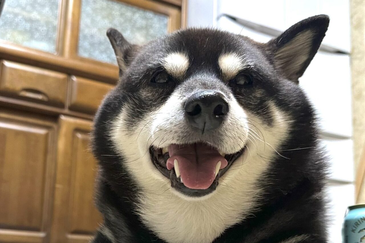 寝てても父ちゃんが帰ったらそっと近づいて来る柴犬がかわいい!「うれしいがあふれてる」「耳がピンとなっててかわいい」