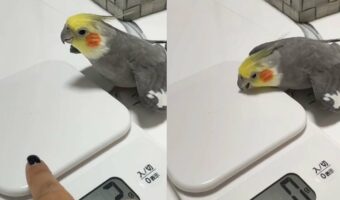 「違う違う、そうじゃ、そうじゃなぁい」飼い主さんもツッコミたくなるオカメインコの行動が話題に!