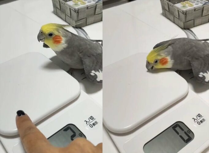 「違う違う、そうじゃ、そうじゃなぁい」飼い主さんもツッコミたくなるオカメインコの行動が話題に！
