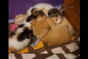 みんなで身を寄せ合い団子になって眠る猫。その中には意外な子の姿も！！【アメリカ・動画】