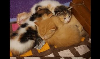 みんなで身を寄せ合い団子になって眠る猫。その中には意外な子の姿も!!【アメリカ・動画】