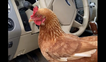 いつの間にか車の中に乗り込んでいたメンドリ。その間にとんでもないことが起きていました！！【海外・動画】