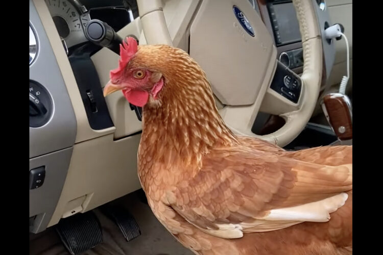 いつの間にか車の中に乗り込んでいたメンドリ。その間にとんでもないことが起きていました！！【海外・動画】