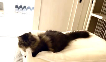 ラガマフィンが床にピョ〜ン!?くつろぐ猫の身に起きたハプニングのリズム感がなんだかいい!!