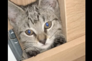 かくれんぼの達人な猫。テーブルの下のどこに潜んでいるかと思えば・・。隠れていた場所にビックリ！！【海外・動画】