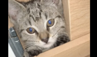 かくれんぼの達人な猫。テーブルの下のどこに潜んでいるかと思えば・・。隠れていた場所にビックリ!!【海外・動画】