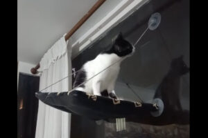 その紐かんじゃダメ！キャットベッドを支える紐を猫が噛みちぎっちゃった！！【海外・動画】