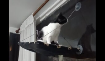 その紐かんじゃダメ!キャットベッドを支える紐を猫が噛みちぎっちゃった!!【海外・動画】