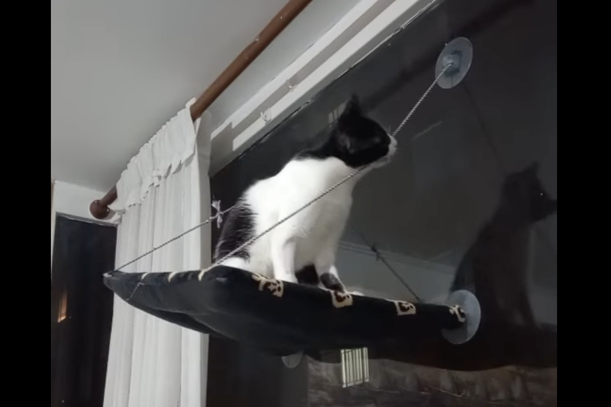 その紐かんじゃダメ!キャットベッドを支える紐を猫が噛みちぎっちゃった!!【海外・動画】