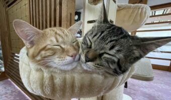 雨模様で寒いけれど・・。冷えこむ中、引っ付いて眠る猫たちがかわいすぎる！