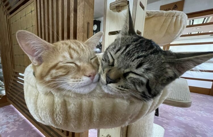 雨模様で寒いけれど・・。冷えこむ中、引っ付いて眠る猫たちがかわいすぎる！