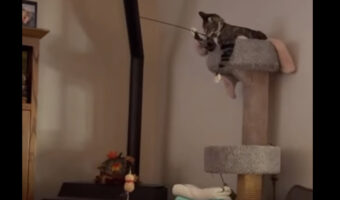 猫が釣ろうとしているのは犬!?キャットタワーからオモチャを垂らして犬と遊んでる【海外・動画】