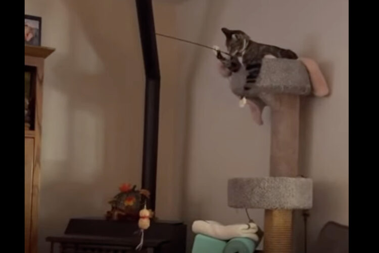 猫が釣ろうとしているのは犬！？キャットタワーからオモチャを垂らして犬と遊んでる【海外・動画】