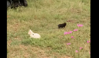原っぱで白猫と黒猫の子猫たちが遊んでいると思ったら・・。黒猫ではなく子ブタでした！！【アメリカ・動画】