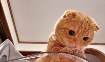 「上からの眺めはいかがかニャ!?」女子猫マンチカンがのぞき見する姿がかわいすぎると話題に!