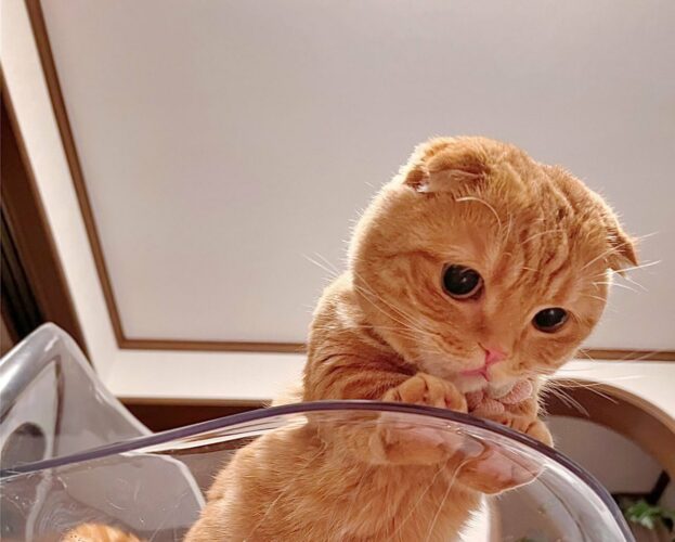 「上からの眺めはいかがかニャ！？」女子猫マンチカンがのぞき見する姿がかわいすぎると話題に！