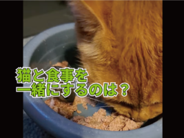 一心不乱に食事をしている猫。その隣には意外な生き物の姿が！！