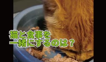 一心不乱に食事をしている猫。その隣には意外な生き物の姿が!!