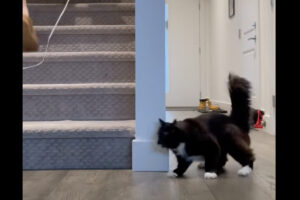 オモチャを追いかける猫。滑る床で足踏みを繰り返してからダッシュで階段を登っていく姿がかわいい｜！【海外・動画】