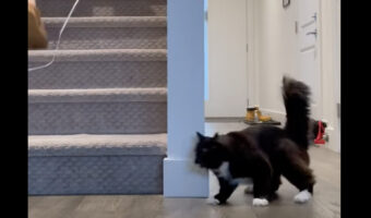 オモチャを追いかける猫。滑る床で足踏みを繰り返してからダッシュで階段を登っていく姿がかわいい|!【海外・動画】