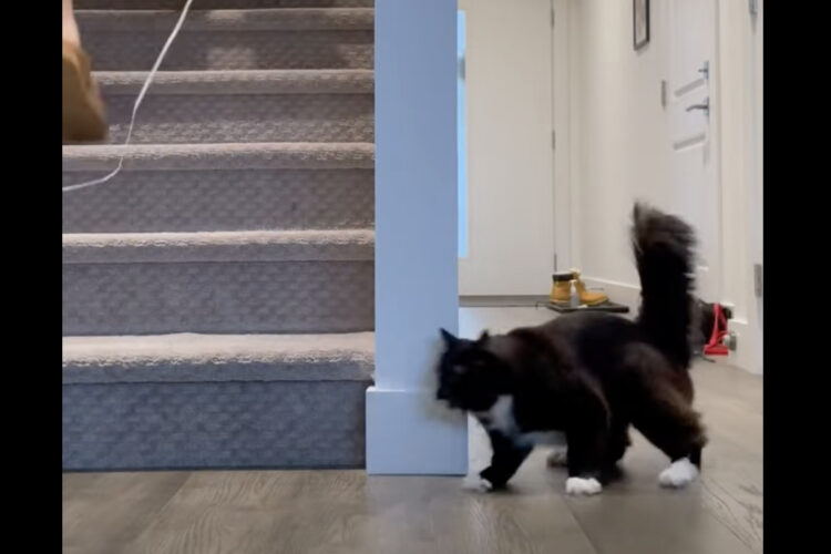オモチャを追いかける猫。滑る床で足踏みを繰り返してからダッシュで階段を登っていく姿がかわいい｜！【海外・動画】