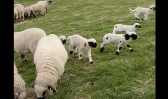 世界一かわいいヒツジ「ヴァレーブラックノーズ」の赤ちゃんがかわいすぎる！みんな元気で楽しそう！！【海外・動画】