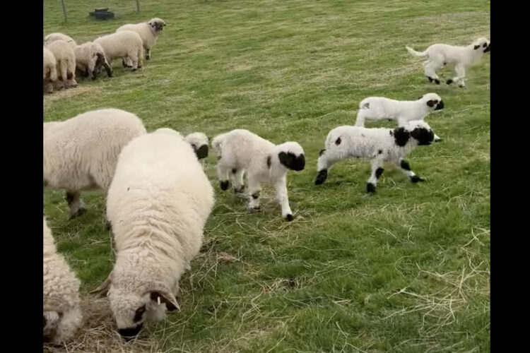 世界一かわいいヒツジ「ヴァレーブラックノーズ」の赤ちゃんがかわいすぎる！みんな元気で楽しそう！！【海外・動画】