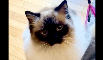 猫のおねだりがかわいすぎる!ナデナデしてというアピールがいじらしい!!【アメリカ・動画】