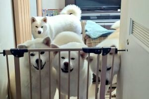 仕事帰りのリビングにかわいすぎる光景が！！秋田犬たちが出迎えしてくれる様子が話題に