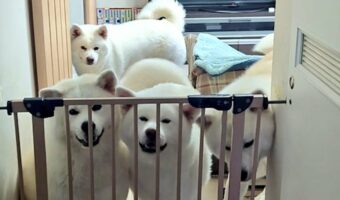仕事帰りのリビングにかわいすぎる光景が!!秋田犬たちが出迎えしてくれる様子が話題に