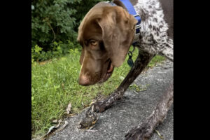 みつめあう犬とヒナドリ。ヒナが次に取った行動にビックリ！！【アメリカ・動画】