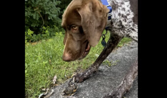 みつめあう犬とヒナドリ。ヒナが次に取った行動にビックリ!!【アメリカ・動画】