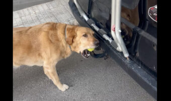 このボールが欲しいの！！愛犬がくわえるのは車・・ではなく、ヒッチに取り付けられたテニスボール！？【海外・動画】