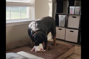 熱心にグルーミングをするロットワイラー。その相手は子犬ではなく・・ウサギです！！
