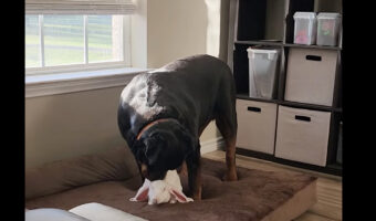 熱心にグルーミングをするロットワイラー。その相手は子犬ではなく・・ウサギです!!