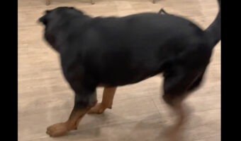 ハロウィンの仮装をした子犬。その姿を見たロットワイラーが慌てふためき、必死になって逃げ回る!!