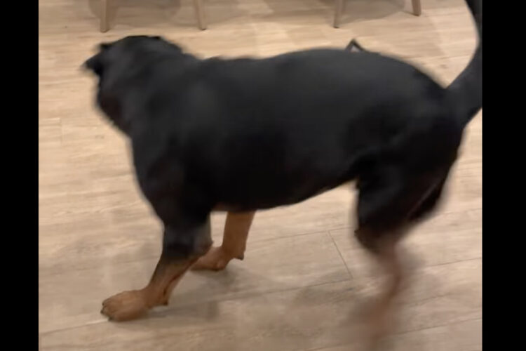 ハロウィンの仮装をした子犬。その姿を見たロットワイラーが慌てふためき、必死になって逃げ回る！！