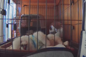 お留守番のペキニーズが寂しくしている？ペットカメラの映像の数々がかわいいうえに平和すぎると話題に！