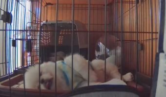 お留守番のペキニーズが寂しくしている?ペットカメラの映像の数々がかわいいうえに平和すぎると話題に!