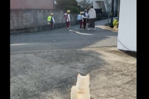 登校する子供たちを見送る柴犬。その仕事ぶりに感心の声「しっかり見送って確認してますね」