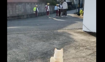 登校する子供たちを見送る柴犬。その仕事ぶりに感心の声「しっかり見送って確認してますね」