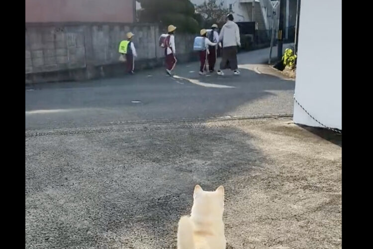 登校する子供たちを見送る柴犬。その仕事ぶりに感心の声「しっかり見送って確認してますね」
