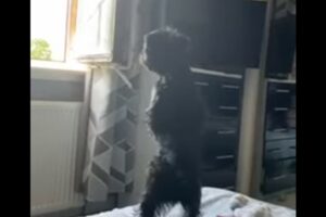外の様子が気になる？子犬が後ろ足で立ち上がって外をじっと眺めています【海外・動画】