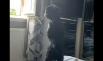 外の様子が気になる？子犬が後ろ足で立ち上がって外をじっと眺めています【海外・動画】