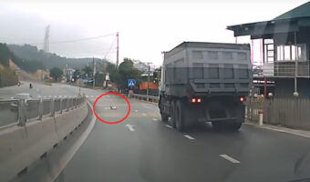 まさか信じられない!道路を何かが横切ろうとしている?停車しその正体を確認するとそこには・・!!【海外・動画】